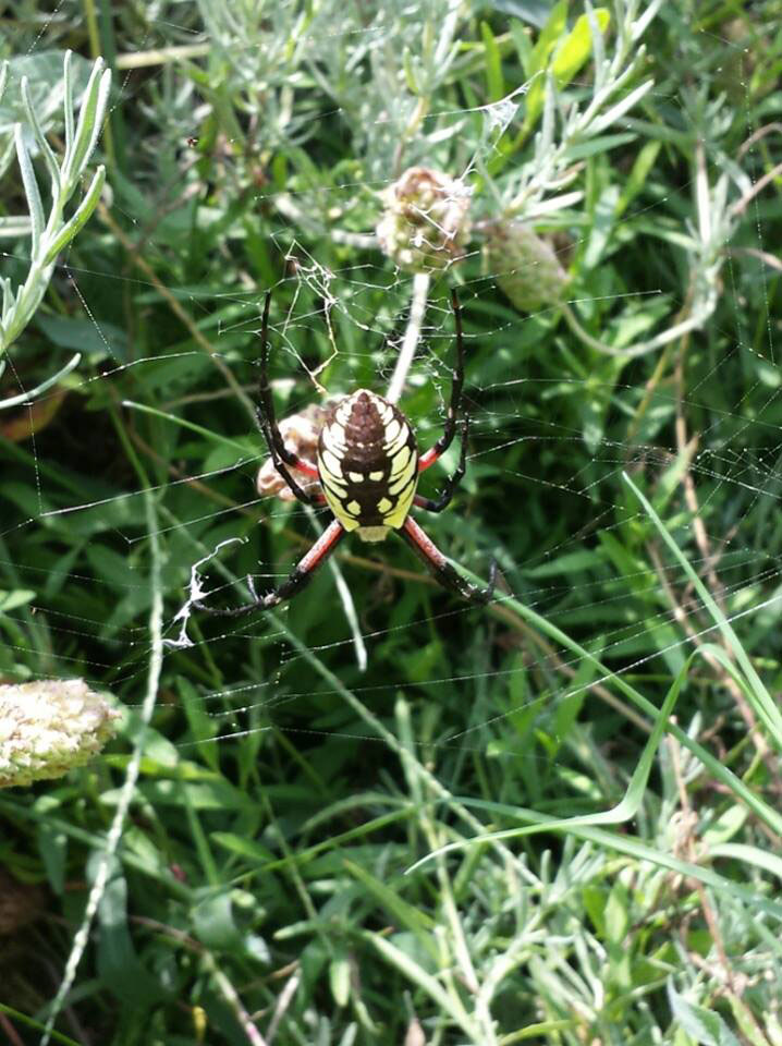 The Dawson Spider